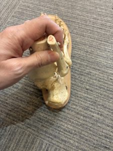 踵骨は外側に位置している構造モデル